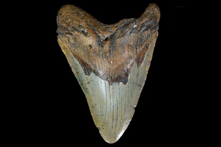 Fossil Megalodon Tooth - North Carolina #119425